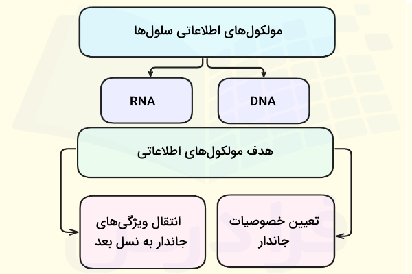 نمودار معرفی مولکول های اطلاعاتی موجود در سلول ها و هدف از فعالیت آن ها
