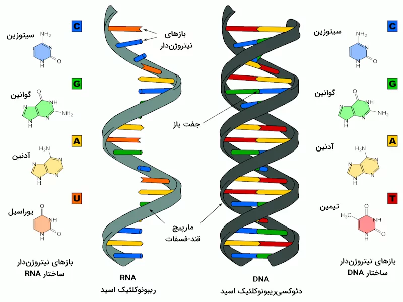 ساختار مولکولی RNA و DNA که مولکول های اطلاعاتی سلول هستند.