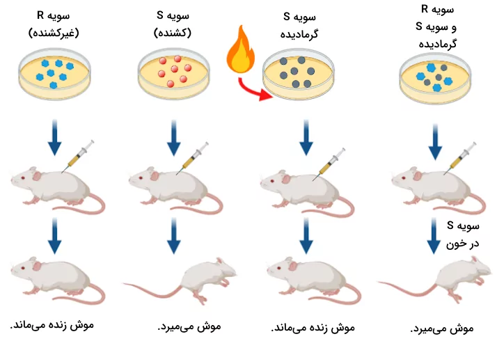 آزمایش گریفیت که دارای ۴ مرحله است.