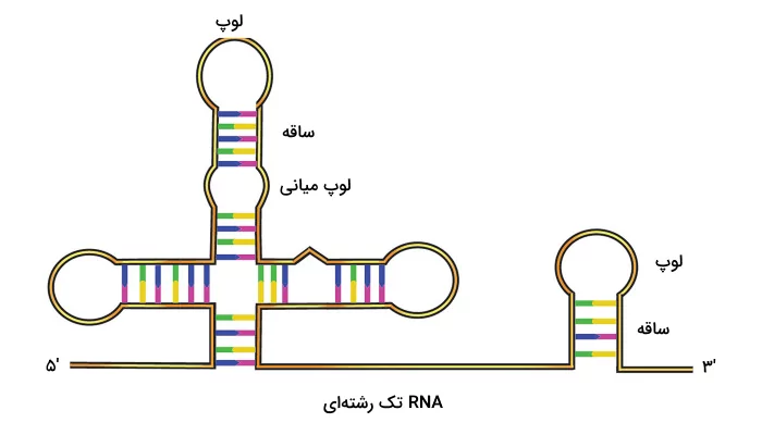 ساختار سنجاق سری که یکی از ساختارهای ثانویه موجود در RNAها است