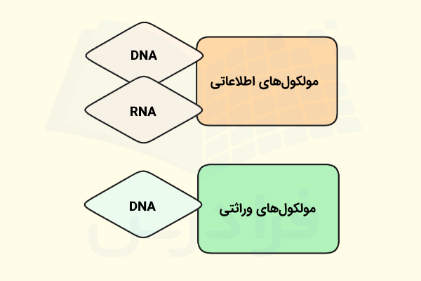 معرفی مولکول های اطلاعاتی و مولکول وراثتی برای بیان تفاوت آن ها