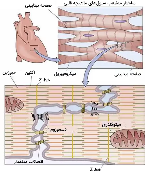 ساختار سلول های ماهیچه قلبی و صفحات بینابینی موجود در آن ها