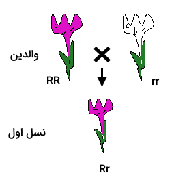 نسل اول حاصل از تولید مثل دو گیاه که یکی گل به رنگ ارغوانی و دیگری سفید دارد، دارای گل به رنگ ارغوانی است