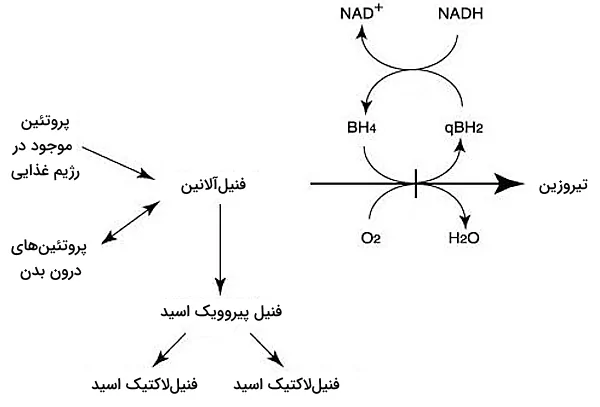 واکنش تجزیه فنیل آلانین و تولید تیروزین