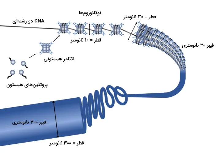 روند فشرده سازی DNA در سلول های یوکاریوتی