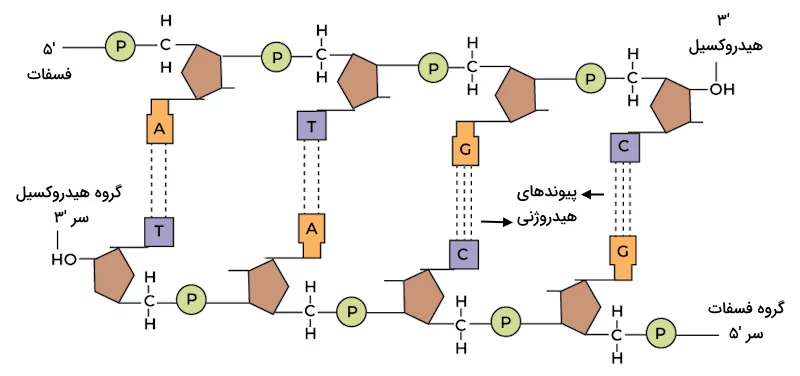 زنجیره پلی نوکلئوتیدی و جهت گیری هر دو سمت آن