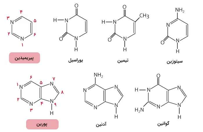 انواع بازهای نیتروژن دار موجود در ساختار DNA و RNA به همراه نام گذاری کربن های پیریمیدین ها و پورین ها