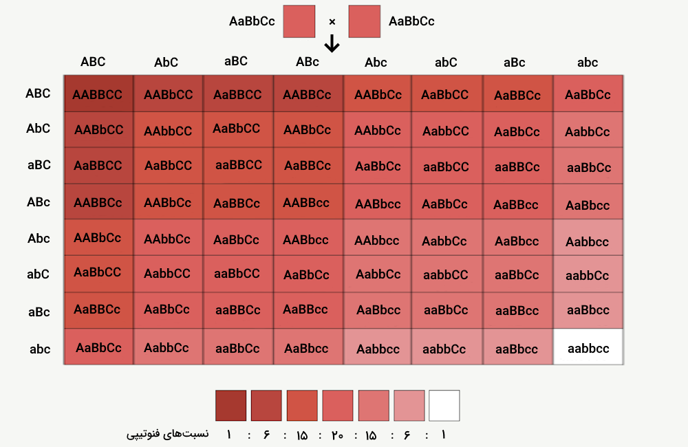 جدول ژنوتیپ نسل اول حاصل از آمیزش دو گیاه هتروزیگوت نوعی ذرت که رنگ دانه های آن تحت کنترل سه ژن مختلف است.