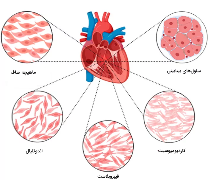 تصویر میکروسکوپی انواع سلول های موجود در ساختار بافت قلبی
