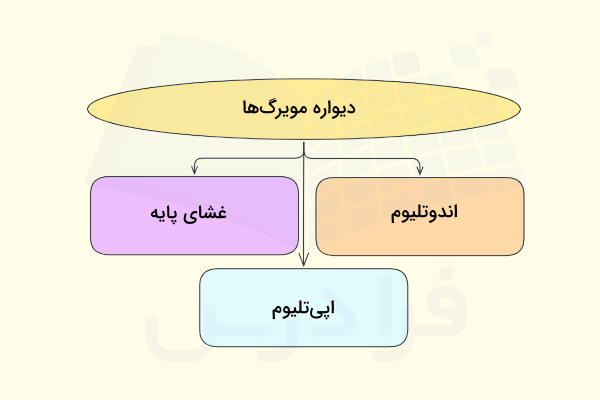 ساختار دیواره مویرگ ها