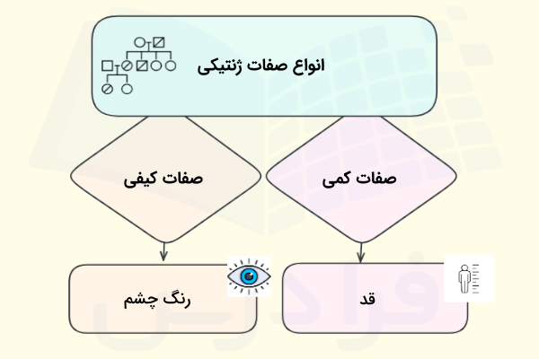 نموداری از انواع صفت های ژنتیکی به همراه یک مثال برای هر کدام از آن ها