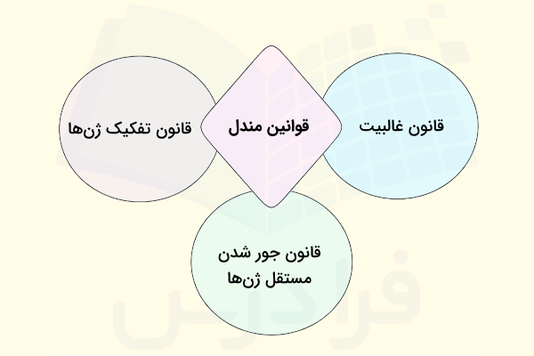 نمودار معرفی سه قانون مندل