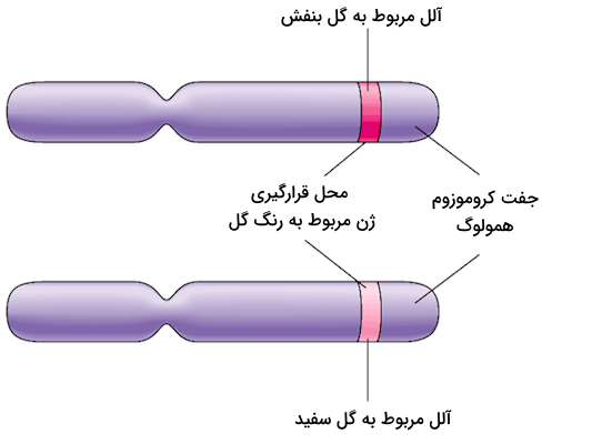 تصویری از کروموزوم همولوگ که محل قرارگیری مشابه دو آلل متفاوت رنگ گل گیاه را نشان می دهد - انتقال اطلاعات در نسل ها