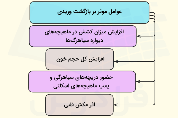 عوامل اثر گذار بر بازگشت وریدی - بازگشت وریدی چیست