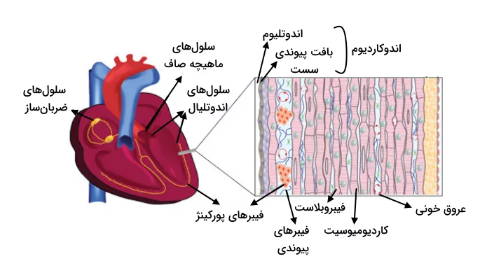 اندوتلیوم در ساختار دیواره قلب