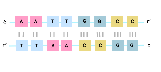 توالی نوکلئوتیدی دو رشته DNA که مکمل هم هستند