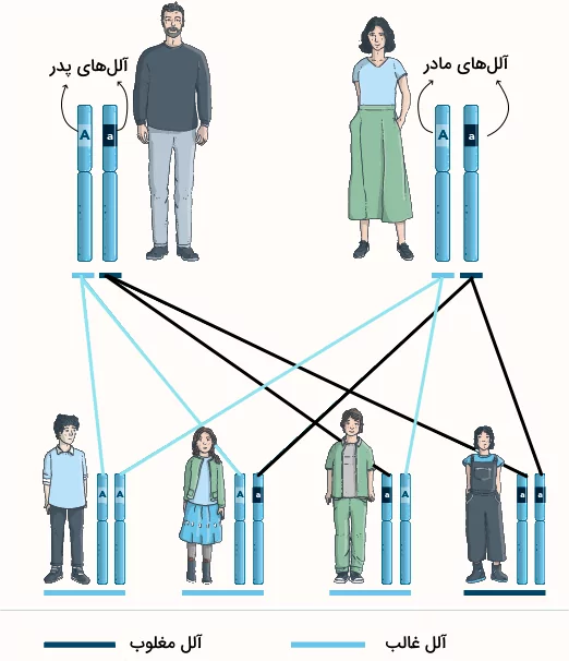 انتقال ژن ها از پدر و مادر به فرزندان