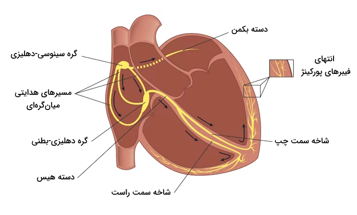 بخش های مختلف شبکه هادی قلب