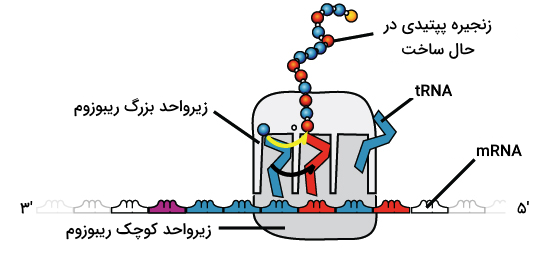 تصویر یک ریبوزوم در حین ترجمه mRNA 