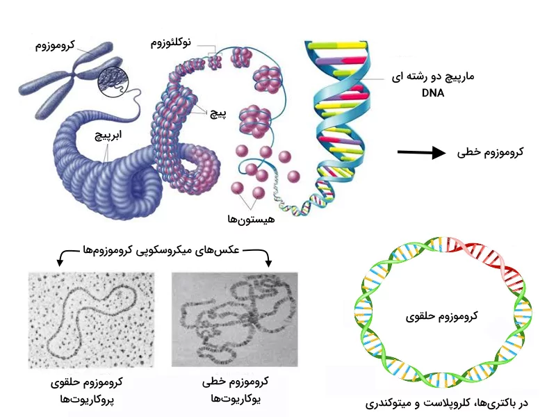 معرفی ساختار کلی کروموزوم های خطی و حلقوی به همراه عکس آن ها زیر میکروسکوپ - مولکول های اطلاعاتی