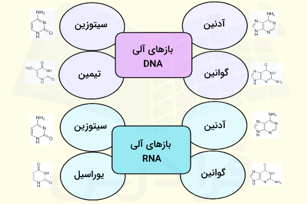 بازهای آلی ساختار DNA و RNA