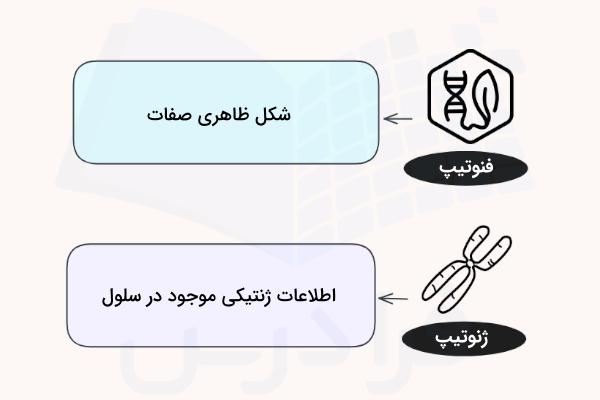 تعریف فنوتیپ و ژنوتیپ چیست - انتقال اطلاعات در نسل ها