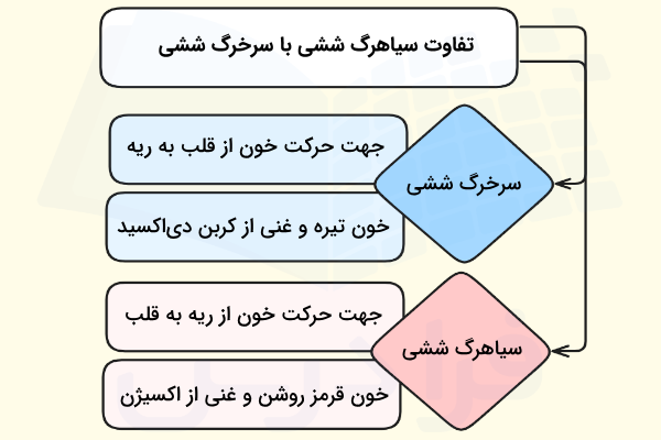 تفاوت سیاهرگ ششی با سرخرگ ششی