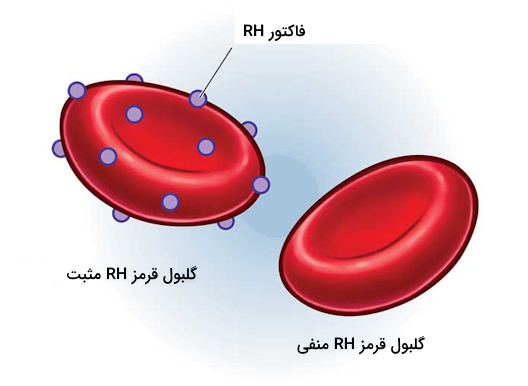 حضور پروتئین فاکتور RH روی سطح گلبول های قرمز خون