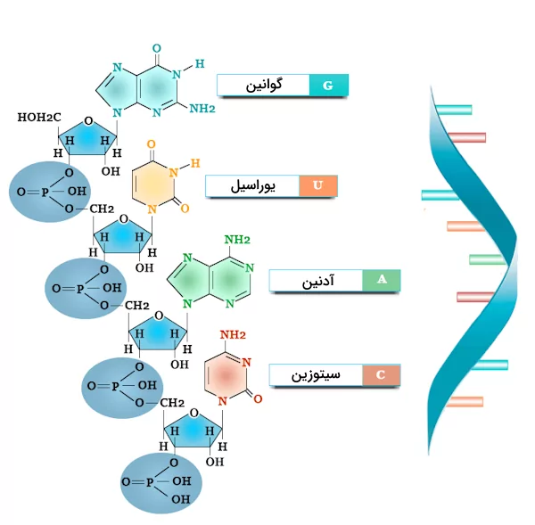 ساختار مولکول RNA تک رشته ای - مولکول های اطلاعاتی