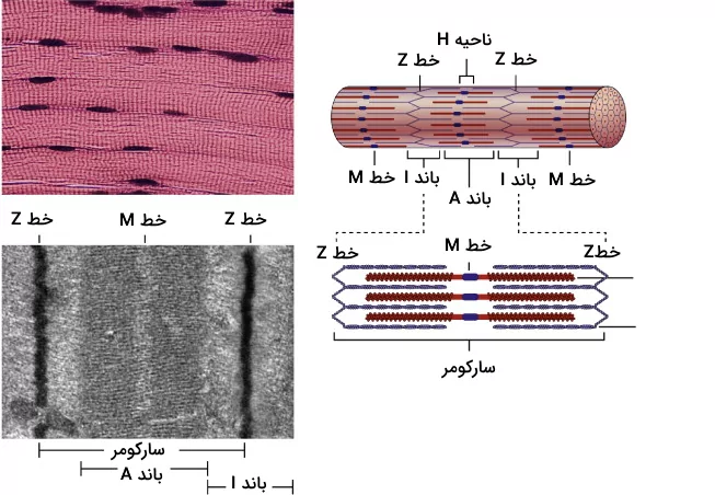 سارکومر در سلول ماهیچه قلبی به همراه نام گذاری خطوط و باندهای مختلف