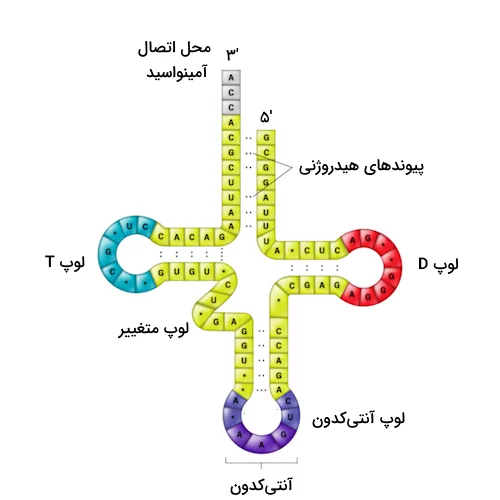 ساختار دو بعدی tRNA دارای ۳ ساختار حلقه-ساقه است