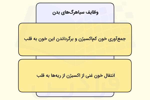 دو وظیفه اصلی سیاهرگ های بدن - سیاهرگ چیست