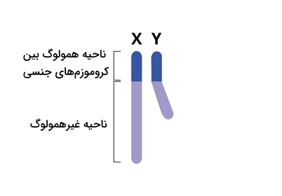 کنار هم قرارگیری دو کروموزوم X و Y در حالی که ناحیه همولوگ آن ها نشان داده شده است 