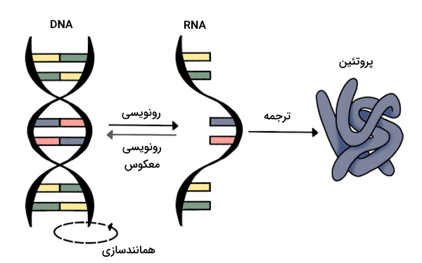 مراحل سنترال دوگما که شامل رونویسی و ترجمه است - مولکول های اطلاعاتی