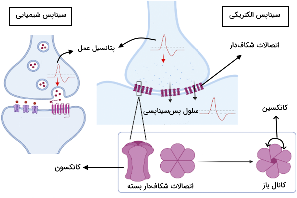 فرآیند انتقال پتانسیل عمل در دو نوع سیناپس شیمیایی و الکتریکی