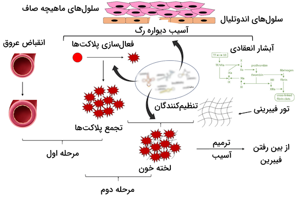 بخش های مختلف انعقاد خون که شامل انقباض عروق، تجمع پلاکتی و آبشار انعقادی است