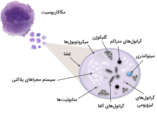 ساختار درونی پلاکت ها که شامل انواع گرانول ها، میتوکندری، غشا، گلیکوژن و غیره است