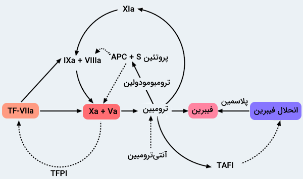 مولکول های تنظیم کننده فرآیند انعقاد خون و نحوه اثر هر یک از آن ها