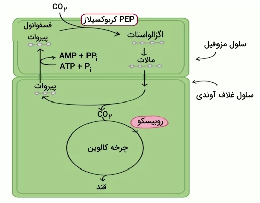 واکنشهای متفاوتی که در سلول های مزوفیل و غلاف آوندی در گیاهان C۴ اتفاق میافتد