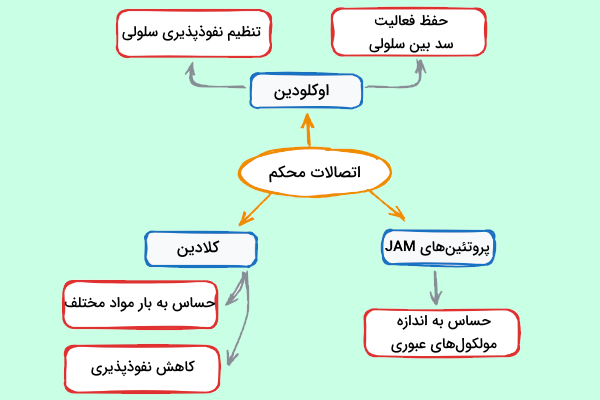 نمودار پروتئین های سازنده اتصالات محکم و وظایف هر یک