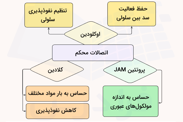 نمودار پروتئین های سازنده اتصالات محکم و وظایف هر یک - اتصال سلولی چیست