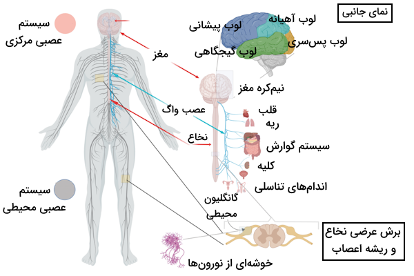 تصویری کلی از سیستم عصبی مرکزی و محیطی در انسان به عنوان یک مهره دار