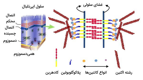 ساختار مولکولی اتصالات چسبنده که رشته های کادهرین دو سلول با یکدیگر ارتباط برقرار می کنند