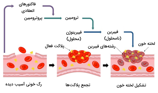 فرآیند تشکیل لخته خون در محل آسیب رگ خونی که شامل تجمع پلاکتی و درهم تنیدگی رشته های فیبرین است.