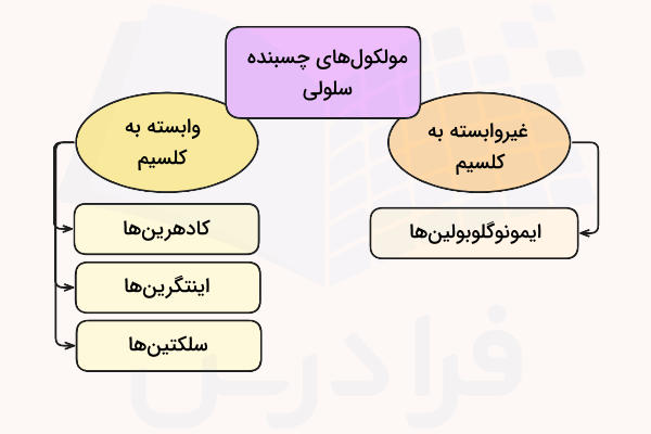 دسته‌بندی انواع مولکول‌های چسبنده سلولی بر اساس نیاز به یون کلسیم برای فعالیت