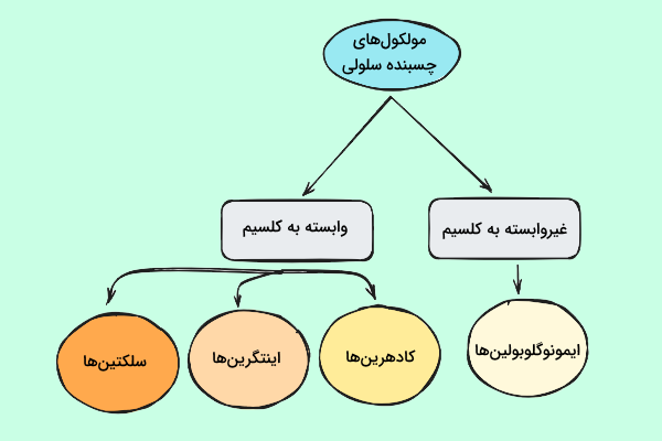 دسته‌بندی انواع مولکول‌های چسبنده سلولی بر اساس نیاز به یون کلسیم برای فعالیت