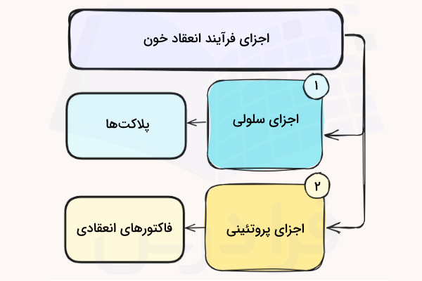 اجزای فرآیند انعقاد خون 