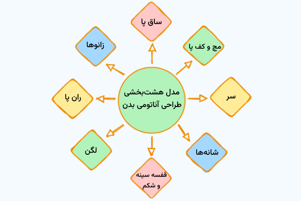 بخش‌های مدل هشت بخشی آناتومی بدن انسان 