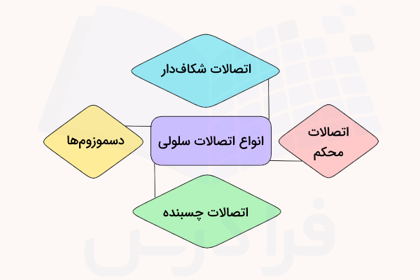نموداری از چهار نوع اتصال سلولی بین سلول‌های جانوری - اتصال سلولی چیست