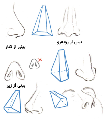 آناتومی بینی از زوایای مختلف